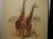 Giraffes tekening (reproduktie) 40 x 43 cm