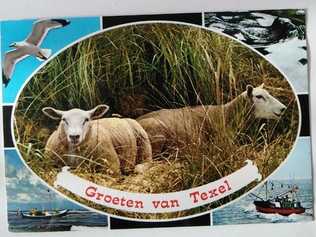 Ansichtkaart - Groeten van Texel - 1982