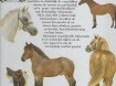 Het Mooiste Paarden Boek