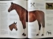 Het Mooiste Paarden Boek