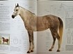 Het Mooiste Paardenboek
