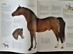 Het Mooiste Paardenboek