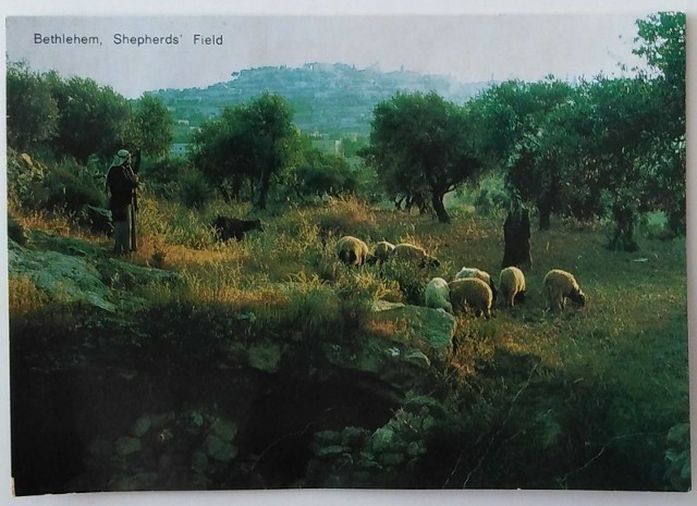 Ansichtkaart - Bethlehem, Shepherd's Field - 1980