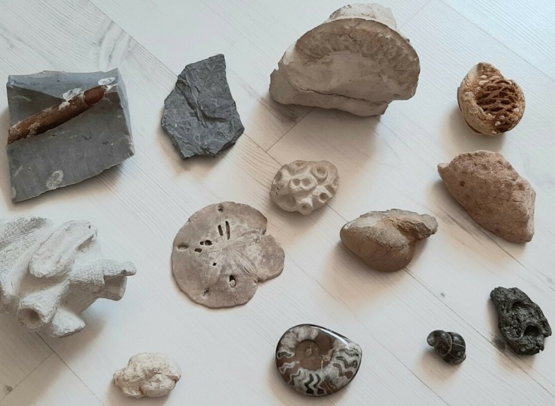Diverse fossielen