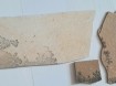 Fossielen Mangaan Dendrieten uit Duitsland