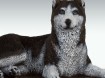 Husky hondenbeeld op urn als set te koop