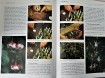 Boek Fuchsia's   ( Nieuw )