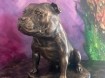 Stafford Bull Terriër beeld op urn als set of los te koop