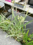  kanariegras - phalaris arundinacea picta (moerasplant)