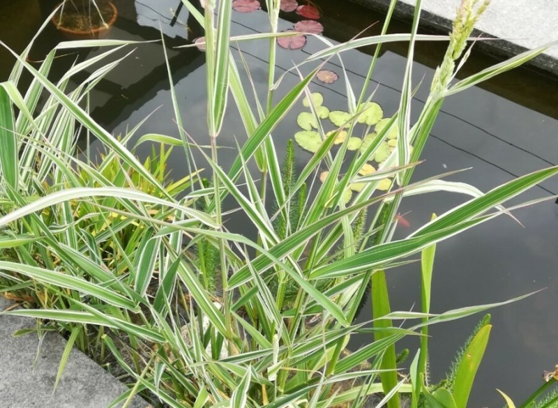  kanariegras - phalaris arundinacea picta (moerasplant)