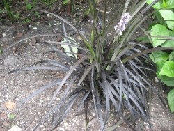 zwart gras - ophiopogon planiscapus Niger