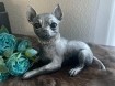 Chihuahua korthaar beeld als set incl. urn of als los beeld