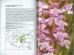 Thieme's Orchideeen gids