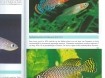 Encyclopedie van Aquarium vissen