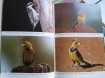 Vogels van Afrika