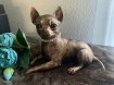 Chihuahua beeld met of zonder vleugels inclusief urn als se…