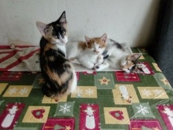 Mooie lapjes kittens, 11 weken oud