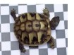 Prachtige eigen nakweek Griekse Landschildpadden 