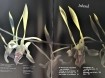 Boekwerk De Schoonheid van Orchideeen.