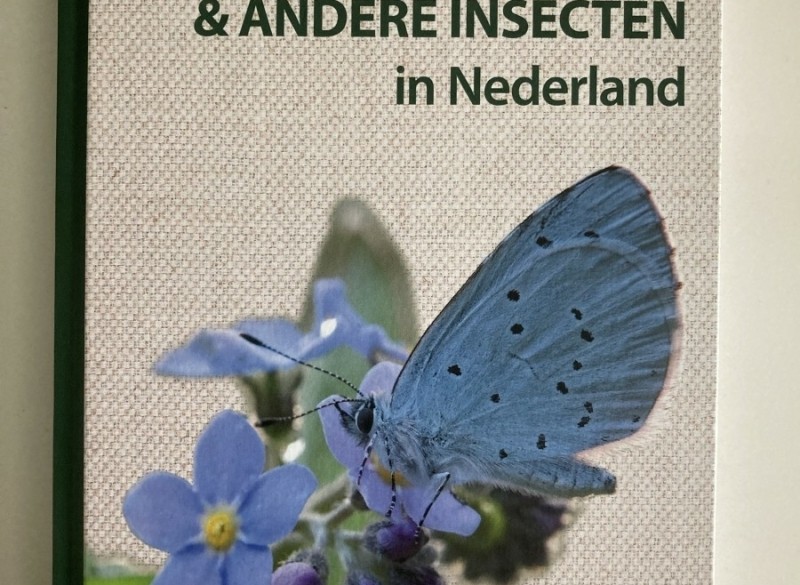 Vlinders & andere insecten in Nederland