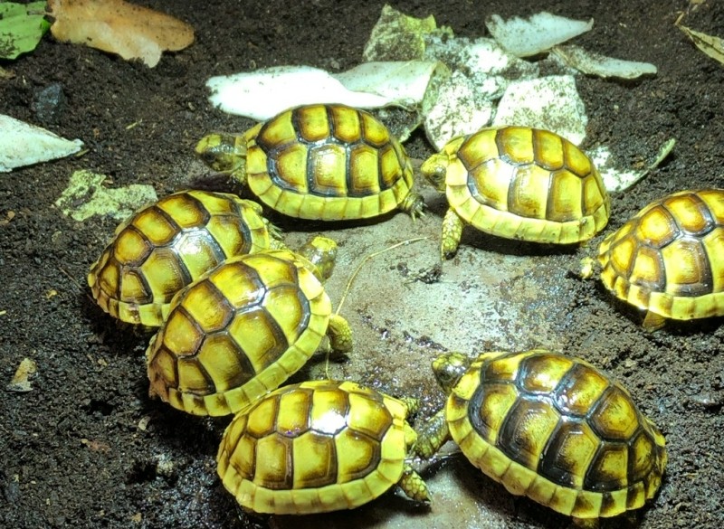 Landschildpadden