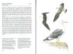 Boekwerk Watervogels meer dan honderd soorten