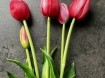 Real Touch tulpen