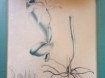 Litho met de handingekleurd Orchdee Cattleya 1835