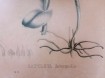 Litho met de handingekleurd Orchdee Cattleya 1835