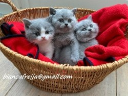 4 zoete kittens te koop, ze kunnen meteen met je meegaan