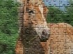 Leuke Paarden puzzel