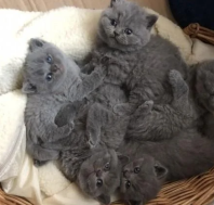Lieve mannelijke en vrouwelijke Britse korthaar kittens