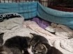 4 kittens 