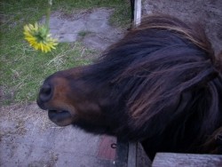 gevraagd Shetlander pony