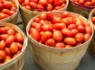 Plantjes - tomaat en peper