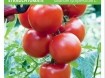 Plantjes - tomaat en peper