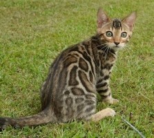 Tica Leopard Bengaalse kittens ter adoptie