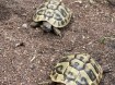 Landschildpadden