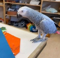 pratende Afrikaanse grijze papegaai voor herplaatsing