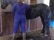 Paarden / pony's / ezels scheren door heel NL / DLD