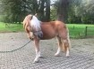 Paarden / pony's / ezels scheren door heel NL / DLD