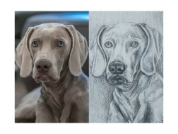 Unieke tekening van je hond 