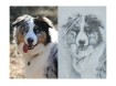 Unieke tekening van je hond 