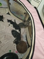 4 kittens 