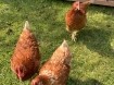 Kippenhok met drie kippen
