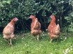 Kippenhok met drie kippen