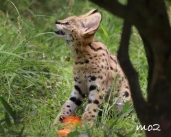 Serval-kittens beschikbaar voor verkoop
