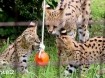 Serval-kittens beschikbaar voor verkoop