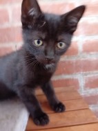 Leuke lieve kittens