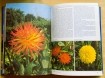 Deltas Grote Tuinplanten Encyclopedie